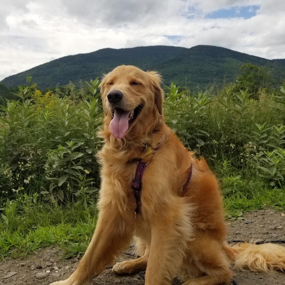 Meet your Posher, Anya - Picture 2 of 2